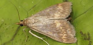 Attēlu rezultāti vaicājumam “Ostrinia nubilalis”