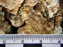 Attēlu rezultāti vaicājumam “Arthonia vinosa”