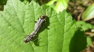 Attēlu rezultāti vaicājumam “Cantharis obscura”