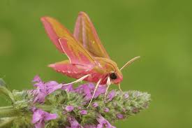 Attēlu rezultāti vaicājumam “Deilephila elpenor”