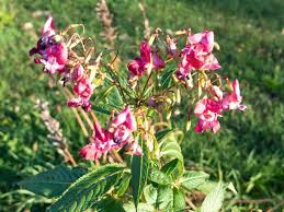 Attēlu rezultāti vaicājumam “Impatiens parviflora leaf”
