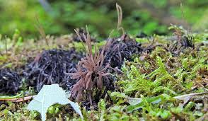 Attēlu rezultāti vaicājumam “Stemonitis marjana stalked”