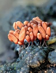 Attēlu rezultāti vaicājumam “Arcyria affinis macro”