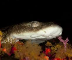 Image result for Haploblepharus edwardsii