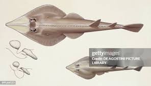 Image result for Rhinobatos rhinobatos