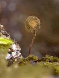 Attēlu rezultāti vaicājumam “Cribraria intricata”