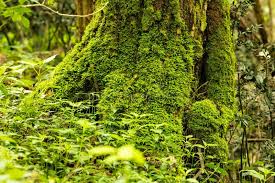 Attēlu rezultāti vaicājumam “Hypnum”