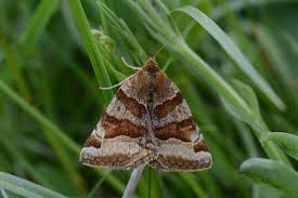 Attēlu rezultāti vaicājumam “Euclidia glyphica”