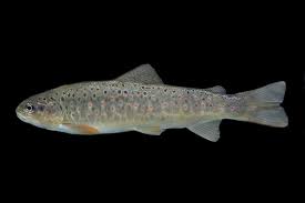 Image result for Salmo ciscaucasicus