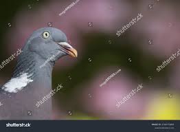 Attēlu rezultāti vaicājumam “Columba palumbus adult”