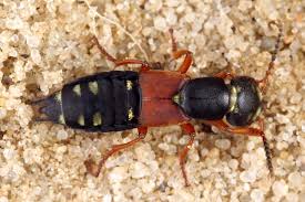 Attēlu rezultāti vaicājumam “Staphylinus erythropterus”