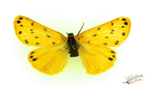 Attēlu rezultāti vaicājumam “Setina irrorella”