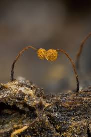 Attēlu rezultāti vaicājumam “Cribraria tenella macro”