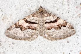 Attēlu rezultāti vaicājumam “Xanthorhoe quadrifasiata”