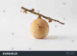 Image result for Lansongammon