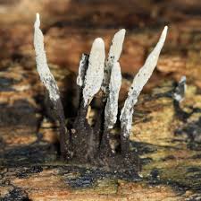 Attēlu rezultāti vaicājumam “Xylaria hypoxylon”