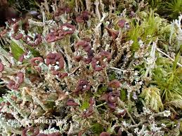 Attēlu rezultāti vaicājumam “Cladonia ramulosa”