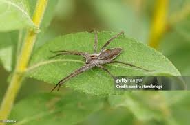 Attēlu rezultāti vaicājumam “Pisaura mirabilis”