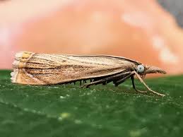 Attēlu rezultāti vaicājumam “Chrysoteuchia culmella”