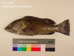 Image result for Mycteroperca microlepis