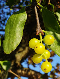 Attēlu rezultāti vaicājumam “Hordelymus europaeus fruit”