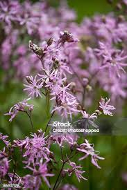 Attēlu rezultāti vaicājumam “Lychnis flos-cuculi flower”