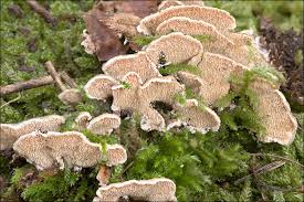 Attēlu rezultāti vaicājumam “Steccherinum bourdotii”