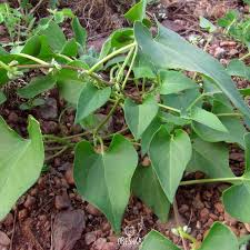 Attēlu rezultāti vaicājumam “Fallopia convolvulus fruit”