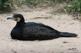 Image result for Phalacrocorax carbo