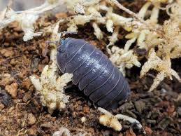 Attēlu rezultāti vaicājumam “Conardia compacta macro”