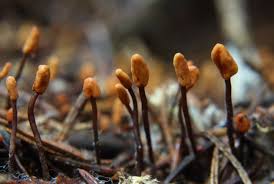 Attēlu rezultāti vaicājumam “Heyderia abietis”