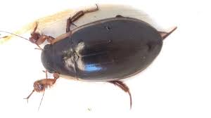 Attēlu rezultāti vaicājumam “Dytiscus dimidiatus”