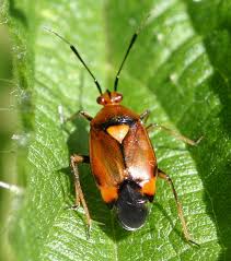 Attēlu rezultāti vaicājumam “Deraeocoris ruber”