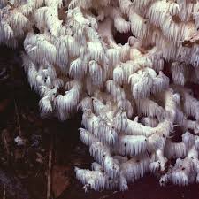 Attēlu rezultāti vaicājumam “Hericium coralloides”