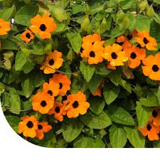 Image result for schwarzäugige Susanne