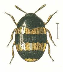 Attēlu rezultāti vaicājumam “Diaperis boleti”