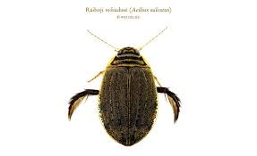 Attēlu rezultāti vaicājumam “Acilius sulcatus female”