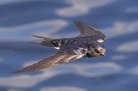 Attēlu rezultāti vaicājumam “Hirundinidae”