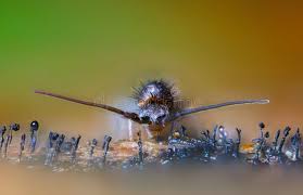 Attēlu rezultāti vaicājumam “Orchesella flavescens”