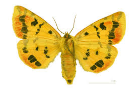 Attēlu rezultāti vaicājumam “Rhyparia purpurata”