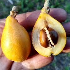 Attēlu rezultāti vaicājumam “Atriplex littoralis fruit”