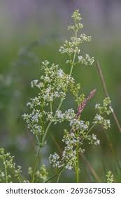 Attēlu rezultāti vaicājumam “Galium album bud”