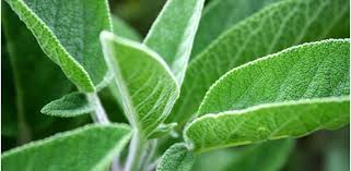 Image result for Salvie