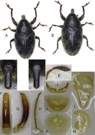 Attēlu rezultāti vaicājumam “Larinus sp.”