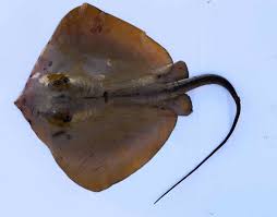 Image result for Dasyatis pastinaca