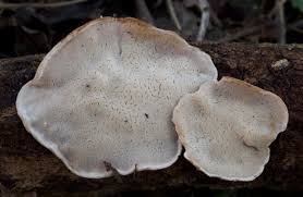 Attēlu rezultāti vaicājumam “Skeletocutis nivea”