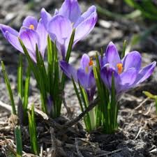 Attēlu rezultāti vaicājumam “Crocus tommasinianus”