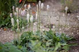 Attēlu rezultāti vaicājumam “Plantago media”