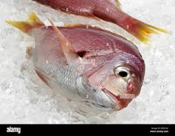 Image result for Pagellus bogaraveo