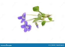 Attēlu rezultāti vaicājumam “Viola mirabilis”